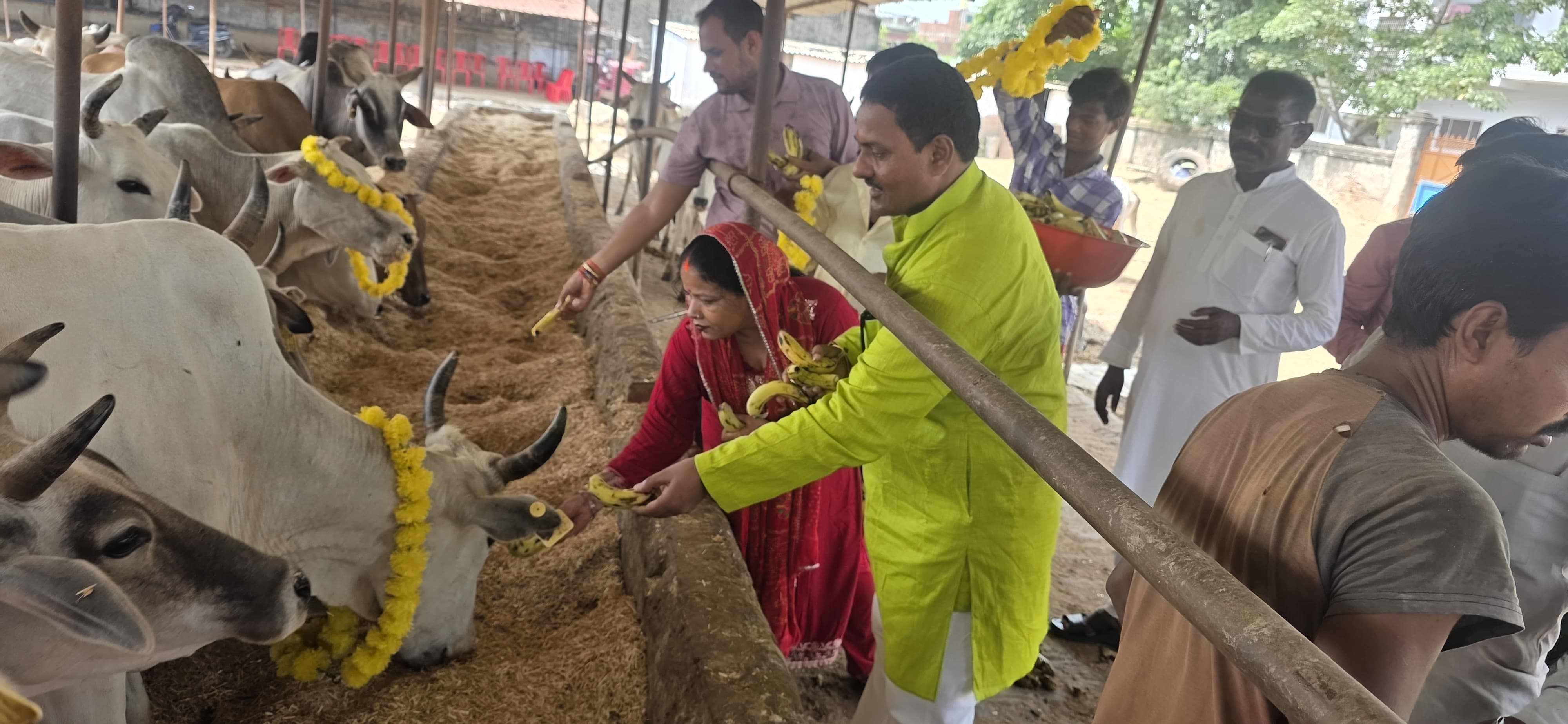 राधाष्टमी पर नगर पंचायत अध्यक्ष ने सपरिवार की गोसेवा, गौशाला पहुंचकर खिलाया गुड़ और चारा
