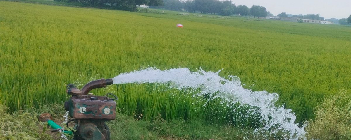 आसमान से बरसी राहत: सिद्धार्थनगर में मूसलाधार बारिश से धान की फसल को मिला जीवनदान, किसानों के खिले चेहरे