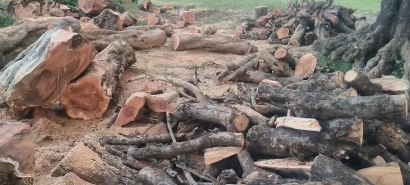 हुसैनगंज थाना क्षेत्र में हरे पेड़ों की अवैध कटान जारी, ग्रामीणों ने डीएफओ से की शिकायत