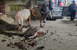 बढ़नी में गोवंश की दुर्दशा: नगर पंचायत की लापरवाही से सड़कों पर बढ़ रही दुर्घटनाएं