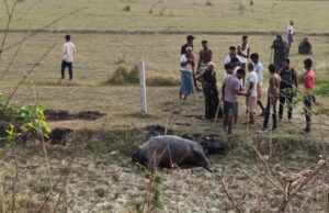बिजली विभाग की लापरवाही से मजदूर समेत भैंस की मौतः