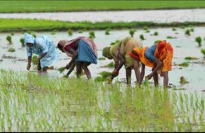 एजेंटोंबैक्टर जैव उर्वरक के प्रयोग से फसल उत्पादन में होगी वृद्धि, किसानों के लिए लाभकारी पहल