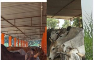 ग्राम पंचायत सचिवों ने छुट्टा मवेशियों को पकड़वाकर भेजा गौशाला