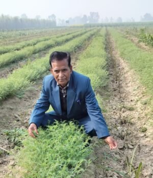 हल्दी की खेती से किसान आठ माह में एक एकड़ खेत से कमा रहे डेढ़ लाख से अधिक का लाभ:ओमप्रकाश गुप्ता