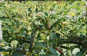 मेड़ (सीट) पर अरहर (तूर/पिजन पी) की खेती करना बहुत ही प्रभावी और लाभकारी