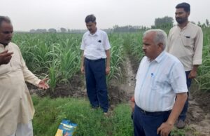 गन्ने में पोक्का बोइंग बीमारी के प्रभावी नियंत्रण के लिए करें व्यापक प्रचार प्रसार: उप गन्ना आयुक्त