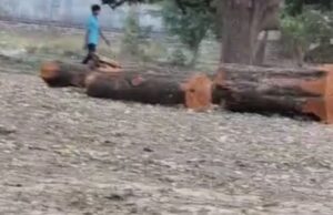 मेजा में वन विभाग के मिलीभगत से धड़ल्ले से काटे जा रहे हरे पेड़ जिम्मेदार अधिकारी नदारद