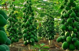 पपीता की नर्सरी लगाने का उपयुक्त समय, किसान अभी से करें तैयारी