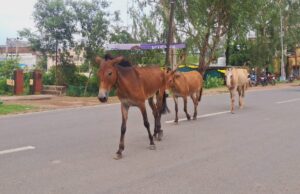 खुलेआम घूम रहे खच्चर बने संकट, राहगीर और वाहन चालक परेशान