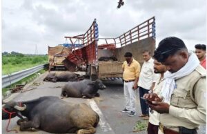 मवेशियों से भरी डीसीएम में ट्रेलर ने मारी टक्कर 13 मवेशियों की मौत,चालक घायल