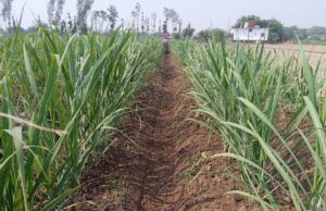 गन्ने में मिट्टी चढ़ाने से गन्ना गिरता नहीं, 25%बढ़ेगी उपज:ओम प्रकाश गुप्ता