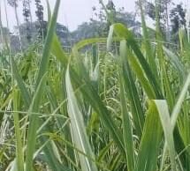 प्रशिक्षण सत्र 2025-26 में 25000 कृषक होंगे प्रशिक्षित: सहायक निदेशक