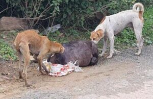 आवारा कुत्तों का बदल रहा है व्यवहार, कृपया रहें सावधान
