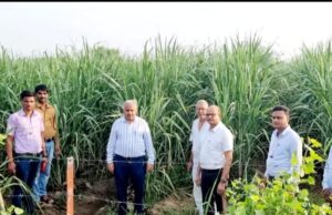 गन्ना बंधाई ओर मिट्टी चढ़ाई में बरते सावधानी उप गन्ना आयुक्त