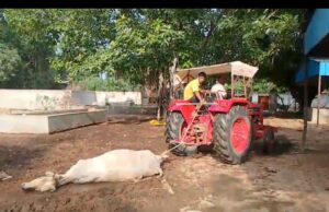 मानवता को शर्मसार करने वाली तस्वीर मृत गाय को ट्रैक्टर से घसीटा