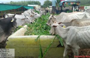 बरचोली गौशाला बनी स्वच्छता और गौवंश सेवा का अनुपम धाम