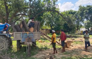 कोतवाली मांधाता के पास फलदार हरे पेड़ों पर चल रहा आरा