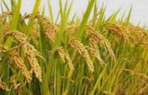 जनपद की सभी 53 सहकारी समितियों पर यूरिया एवं अन्य उर्वरक की नहीं है कमी