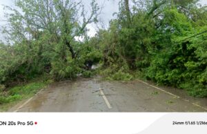 शीशम का पेड़ गिरने से मार्ग अवरुद्ध राहगीरों को परेशानी
