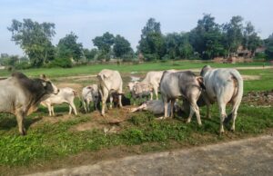 बिहार ब्लॉक का कैटल कैचर चन्द दिनों में बदहाली पर रो रहा, जिम्मेदार मौन