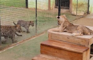 सफारी पार्क मे बब्बर शेरनी रूपा से जन्में दो शावक एक नर शावक की मृत्यु