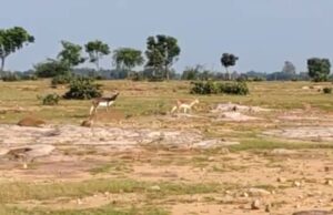 चांद खम्हरिया में कुलांचे भरेंगे चिंकारा और चीतल