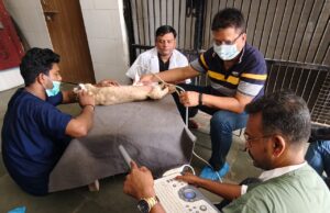 सफारी पार्क मे शेरनी रुपा से जन्में मादा शावक का किया गया परीक्षण