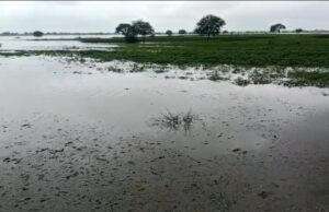 यमुना नदी की बाढ़ से गांव के संपर्क मार्ग डूबे, हजारों बीघा फसल बर्बाद