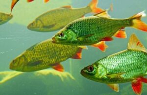 बरसात के मौसम में मछली पालन के लिए वैज्ञानिक सुझाव