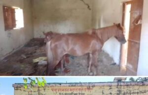 पंचायत भवन बना घोड़ों का अस्तबल, जिम्मेदार बने मूकदर्शक