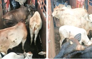 सड़क पर जानवर छोड़ना पड़ेगा महंगा, नगर पंचायत ने चलाया अभियान