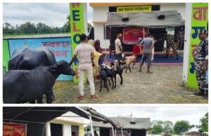 सशस्त्र सीमा बल द्वारा पशु चिकित्सा शिविर का किया गया आयोजन