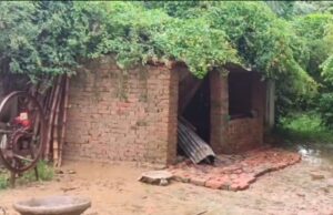 जर्जर बबूल का पेड़ गिरने से गर्भवती गाय घायल, जानवरों की सरिया और शौचालय क्षतिग्रस्त