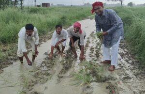 खराब सड़क पर सपाइयों ने रोपे धान