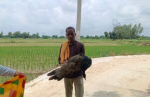 हाइटेंशन तार की चपेट में आकर राष्ट्रीय पक्षी मोर की मौत