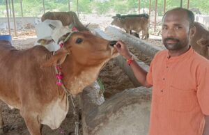 सीजेए के संयुक्त सचिव ने की गौ सेवा एवं जाना गौशाला का हाल