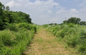 नहर में पानी नहीं, किसानों की हजारों बीघा धान की फसल नष्ट होने की कगार में