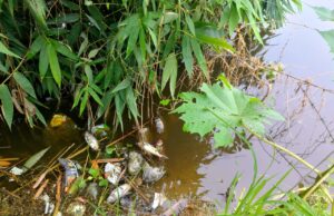 कंधिया गांव के तालाब में हजारों मछलियों की मौत, दुर्गंध से ग्रामीण बेहाल