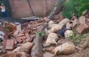 दीवाल गिरने से लगभग 20 भेड़ों की मौत, 7 घायल