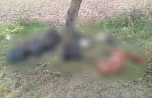 कालपी में आकाशीय बिजली गिरने से पशुपालक झुलसा