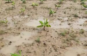 केले की फसल बर्बाद होने से किसान परेशान