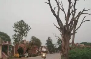 गाजीपुर-विजयीपुर मार्ग पर सूखे पेड़ों से दुर्घटना का बना खतरा