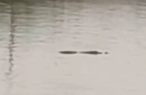 नहर में दिखा मगरमच्छ, वीडियो हुआ वायरल