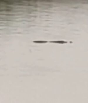 नहर में दिखा मगरमच्छ, वीडियो हुआ वायरल