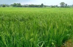 तेज बारिश से किसानों को मिली राहत, मौसम हुआ ठंड
