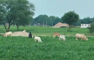 अन्ना गोवंशो से किसान परेशान, किसान रतजगा करने को मजबूर