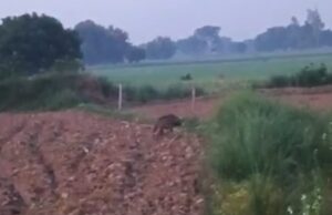 बड़ा गांव में खूंखार जानवर का आतंक, ग्रामीणों में दहशत