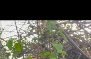 राज्य निर्माण आंदोलनकारियों का दमन कर सरकार अपने पैरों पर कुल्हाड़ी मार रही :भानु सहाय