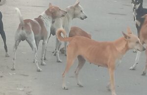 बढ़नी नगर में आवारा कुत्तों का जानलेवा खौफ सड़कों पर दुर्घटनाएं बढ़ीं