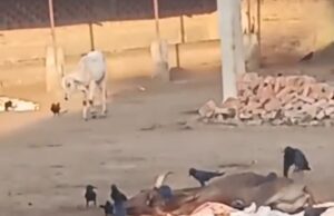 कौओं द्वारा गाय को नोचने का वीडियो वायरल, गौशाला पर उठे सवाल अधिकारियों ने किया बचाव